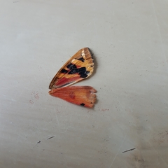 Euplagia quadripunctaria