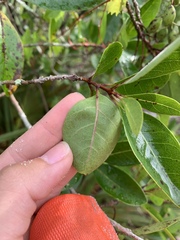 Chionanthus pygmaeus