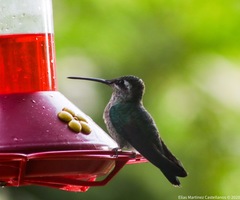 Eugenes fulgens