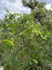Chionanthus pygmaeus