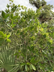 Chionanthus pygmaeus