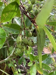 Chionanthus pygmaeus