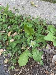 Trifolium repens