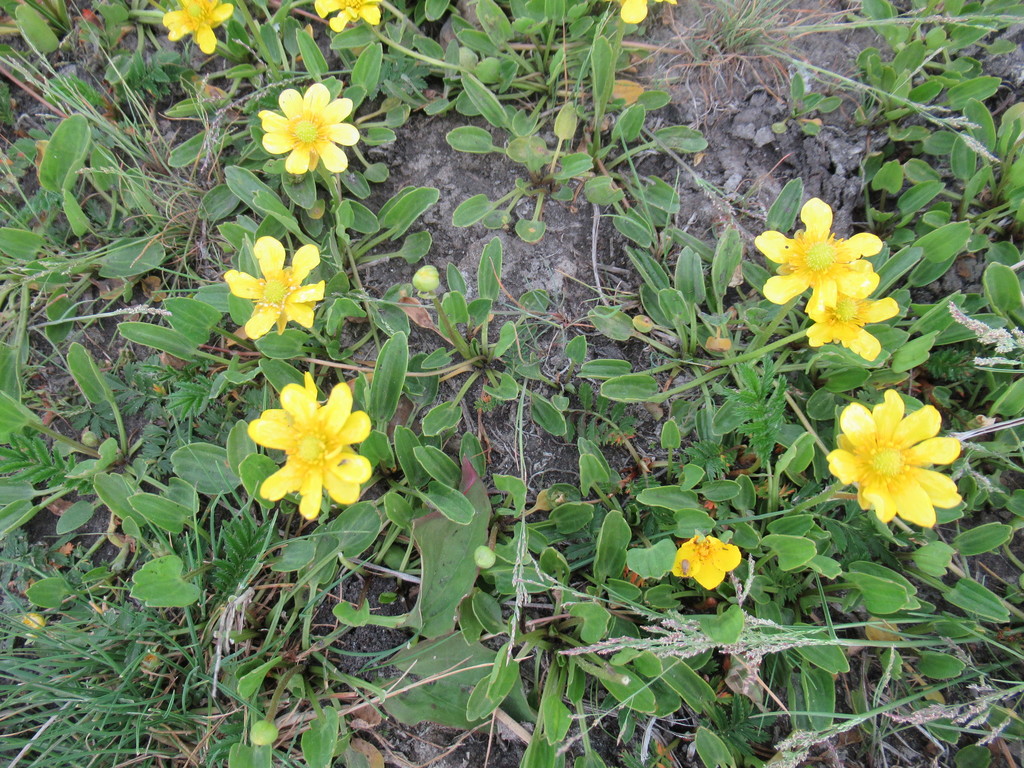Halerpestes ruthenica