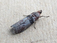 Sciota vetustella