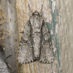 Acronicta connecta