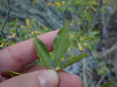 Allophylus decipiens