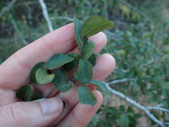 Grewia occidentalis occidentalis