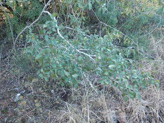 Grewia occidentalis occidentalis