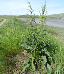 Rumex californicus