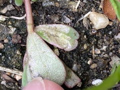 Schizocerella pilicornis