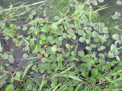 Halerpestes sarmentosa