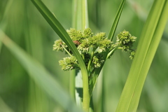 Scirpus pallidus