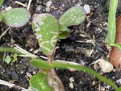 Schizocerella pilicornis