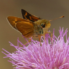 Hesperia meskei