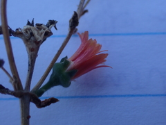 Delosperma acuminatum
