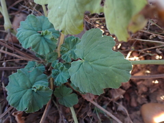 Pelargonium odoratissimum