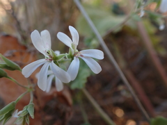 Pelargonium odoratissimum