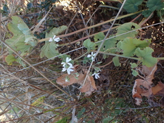 Pelargonium odoratissimum