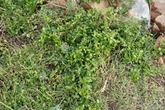 Cynanchum obtusifolium