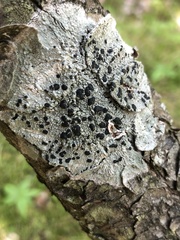 Mycoblastus sanguinarioides