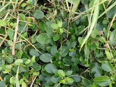 Cynanchum obtusifolium