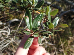 Ozoroa mucronata