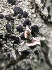 Mycoblastus sanguinarioides