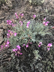 Astragalus stenoceras