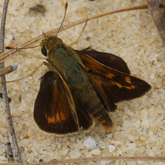 Hesperia meskei