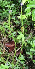 Stachytarpheta angustifolia