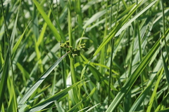 Scirpus pallidus