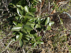 Ochna arborea