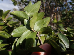 Ochna arborea