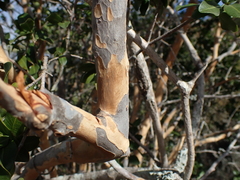 Ochna arborea