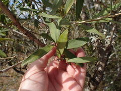Boscia oleoides