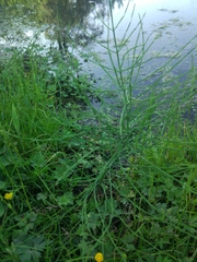 Equisetum palustre