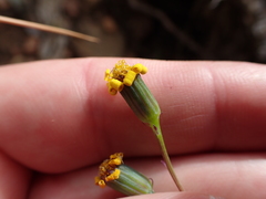 Senecio ruwenzoriensis