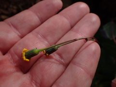 Senecio ruwenzoriensis