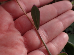 Senecio ruwenzoriensis