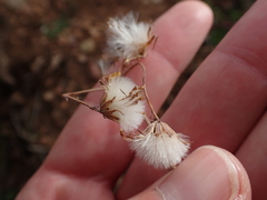 Senecio ruwenzoriensis