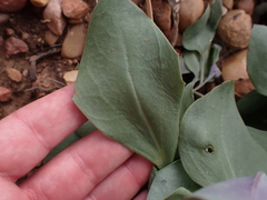 Senecio ruwenzoriensis
