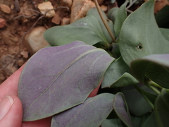 Senecio ruwenzoriensis
