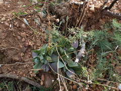 Senecio ruwenzoriensis