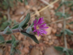 Delosperma ecklonis