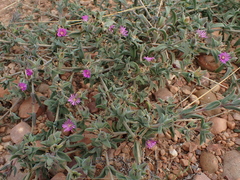Delosperma ecklonis
