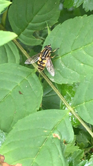 Helophilus pendulus