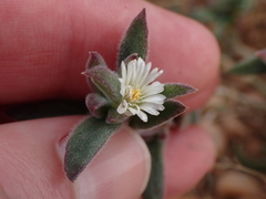 Delosperma ecklonis