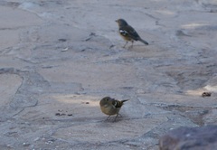 Fringilla coelebs canariensis