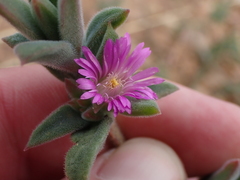 Delosperma ecklonis